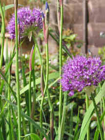 allium