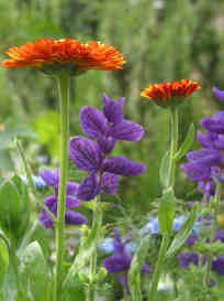 calendula