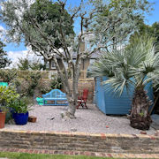 Olive Tree and Palm