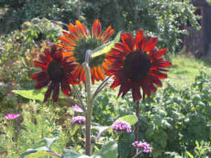 sunflower
